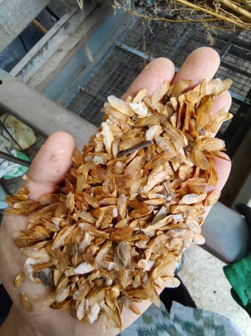 抗寒抗旱香椿种子四季红叶香椿种子芽苗菜种子，香椿芽种