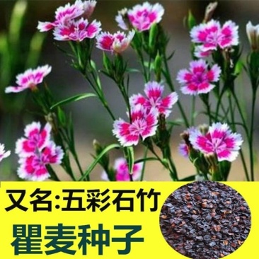 瞿麦种子石竹种子散装简单易种论斤卖可以观赏瞿麦种子瞿麦种