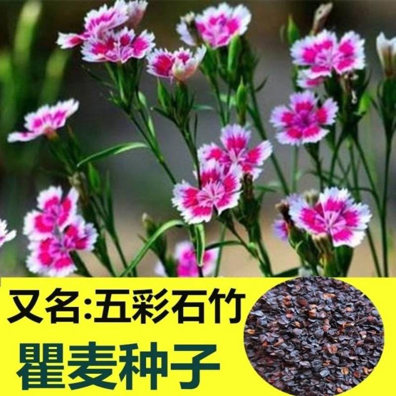 瞿麦种子石竹种子散装简单易种论斤卖可以观赏瞿麦种子瞿麦种