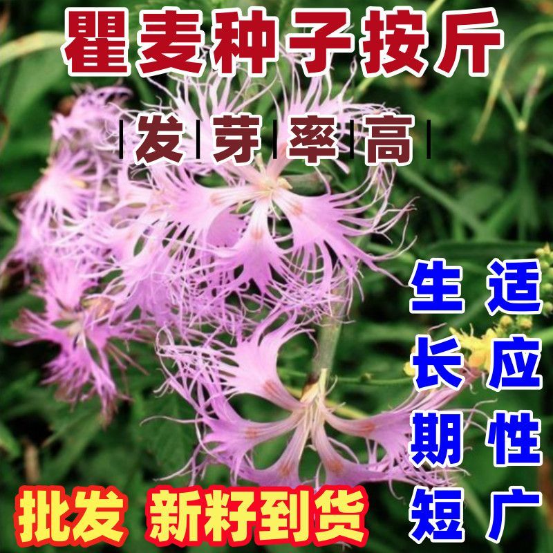 瞿麦种子石竹种子散装简单易种论斤卖可以观赏瞿麦种子瞿麦种