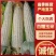 白甜糯玉米江苏宿迁大量上市，欢迎提前预订。