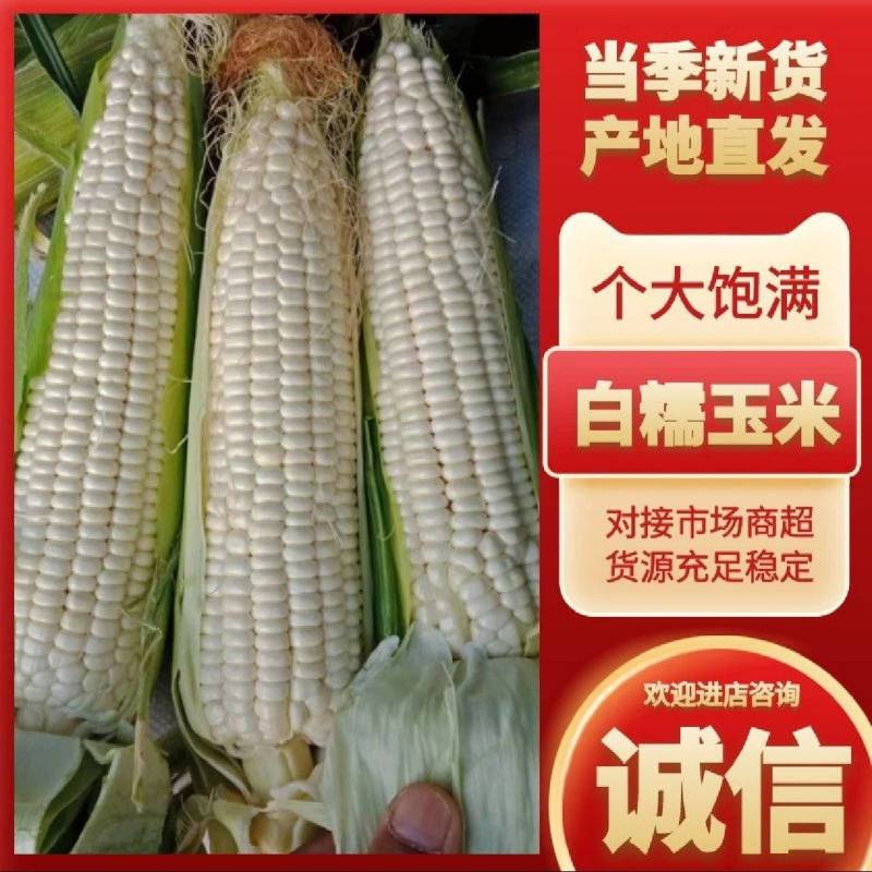 白甜糯玉米江苏宿迁大量上市，欢迎提前预订。