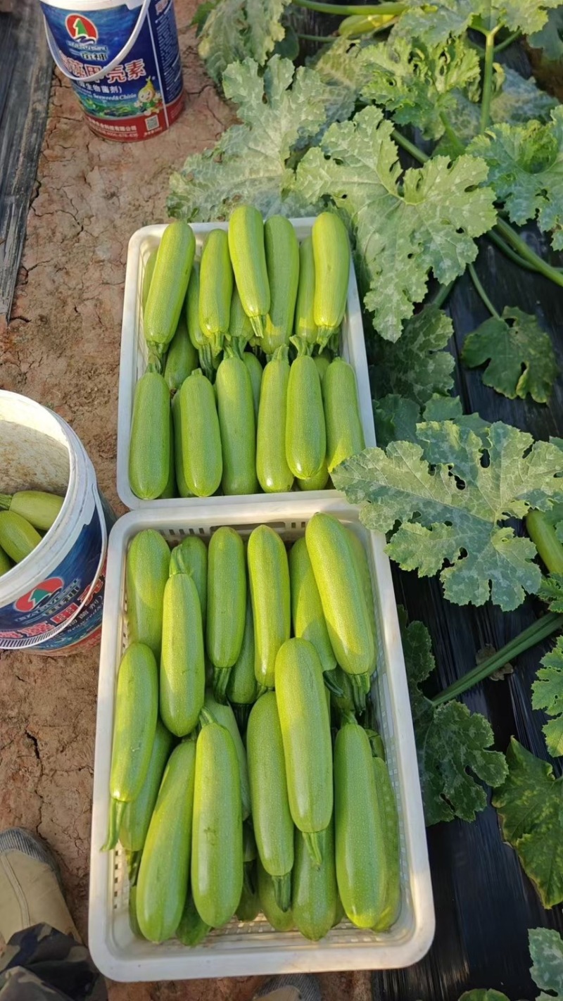 绿皮西葫芦，茭瓜，大量供应，对接全国各地市场商超老板