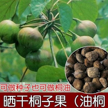 林木种子油桐油桐种子油桐树种籽桐油树桐子树光桐当年新采种