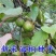 林木种子油桐油桐种子油桐树种籽桐油树桐子树光桐当年新采种
