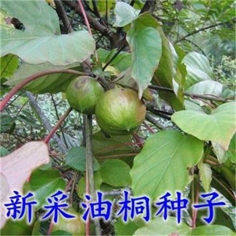 林木种子油桐油桐种子油桐树种籽桐油树桐子树光桐当年新采种