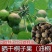 林木种子油桐油桐种子油桐树种籽桐油树桐子树光桐当年新采种