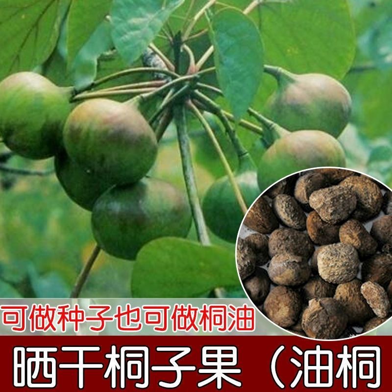 林木种子油桐油桐种子油桐树种籽桐油树桐子树光桐当年新采种