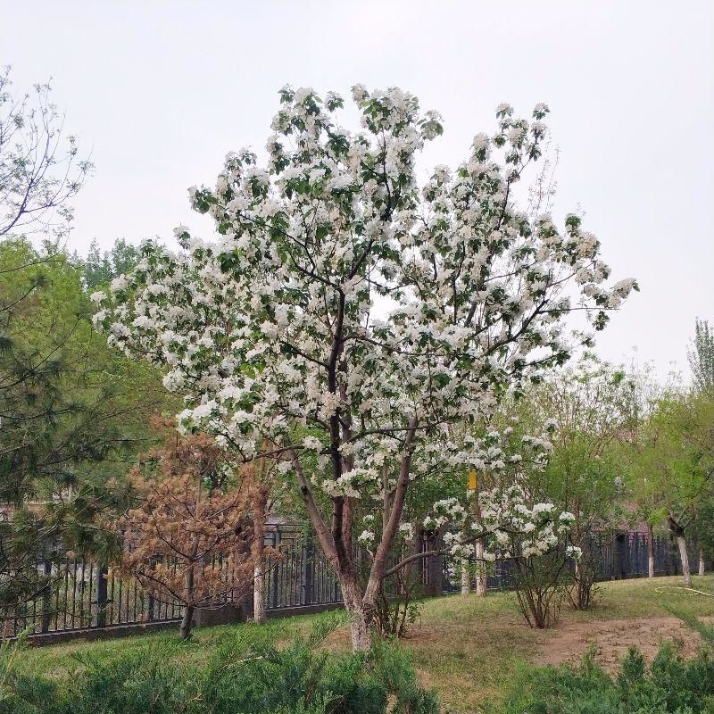 林木种子油桐油桐种子油桐树种籽桐油树桐子树光桐当年新采种