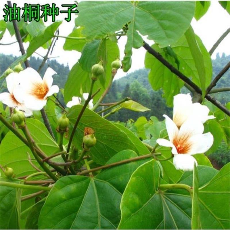 林木种子油桐油桐种子油桐树种籽桐油树桐子树光桐当年新采种