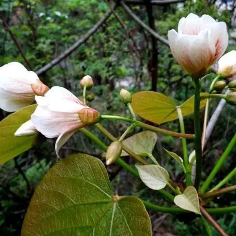 林木种子油桐油桐种子油桐树种籽桐油树桐子树光桐当年新采种