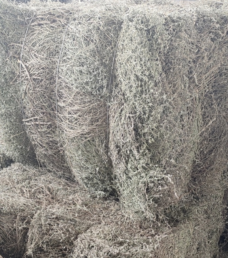 香薷草，中草药，大量上市欢迎来电沟通洽谈业务