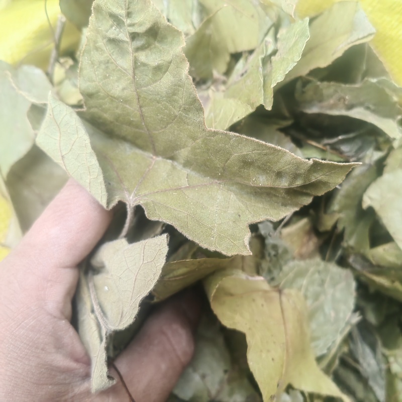 枫香树叶枫树叶新鲜枫香中草风树干产去风坐月子洗澡