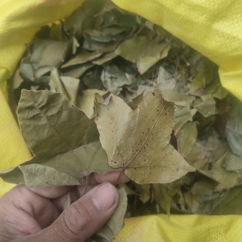 枫香树叶枫树叶新鲜枫香中草风树干产去风坐月子洗澡
