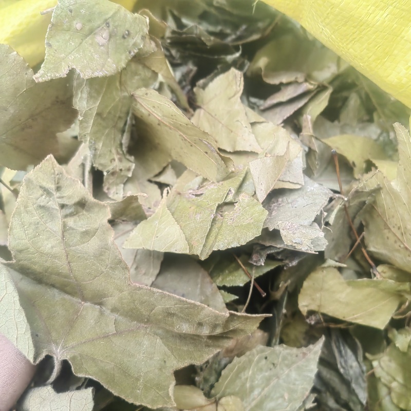 枫香树叶枫树叶新鲜枫香中草风树干产去风坐月子洗澡