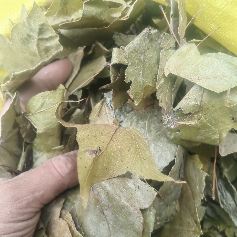 枫香树叶枫树叶新鲜枫香中草风树干产去风坐月子洗澡