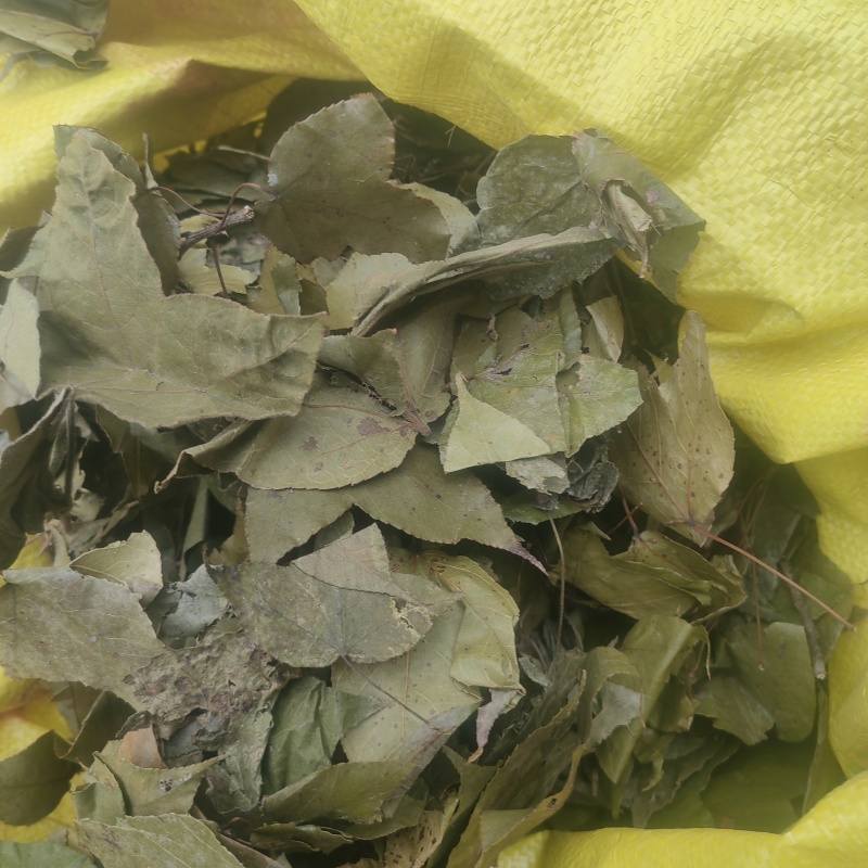 枫香树叶枫树叶新鲜枫香中草风树干产去风坐月子洗澡