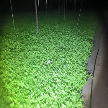 新鲜茼蒿，产自辽阳县，健康绿色，**特惠，快来选购！
