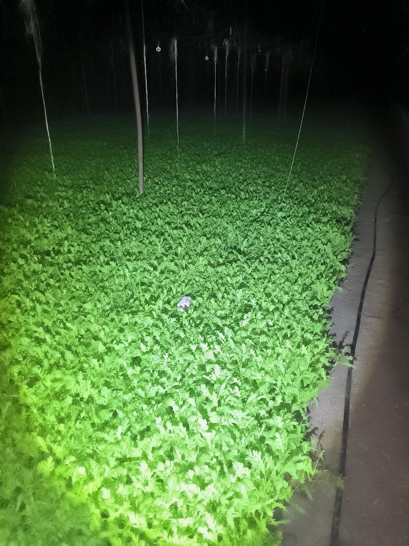 新鲜茼蒿，产自辽阳县，健康绿色，**特惠，快来选购！
