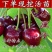 果园直发矮化车厘子大樱桃树苗俄罗斯8号美早结果早保真