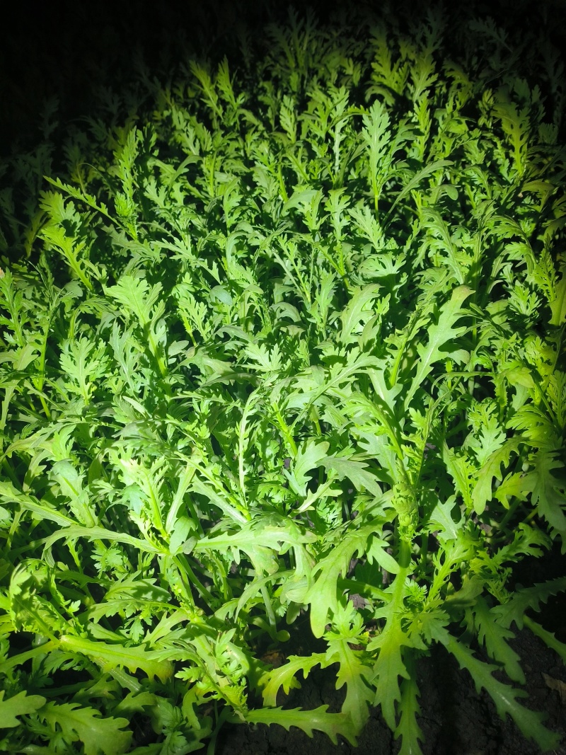 新鲜茼蒿，产自辽阳县，健康绿色，**特惠，快来选购！