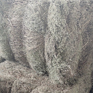 香薷草，中草药，大量上市欢迎来电沟通洽谈业务