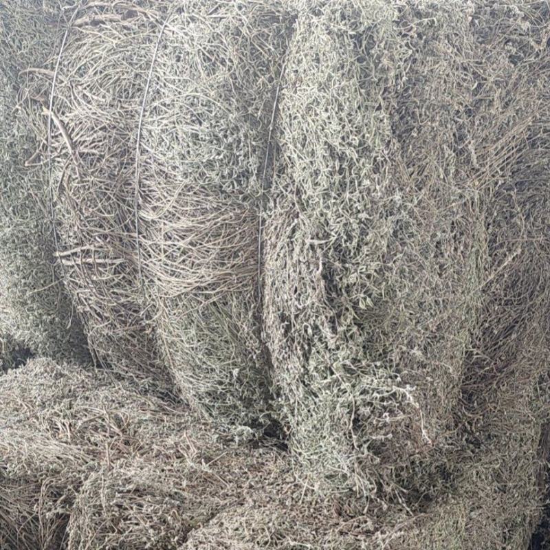 香薷草，中草药，大量上市欢迎来电沟通洽谈业务