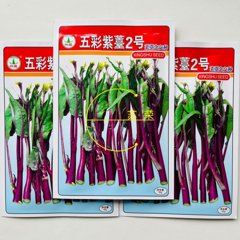 兴蔬五彩紫苔2号红菜苔种子早中熟65天无蜡粉无苦味紫红