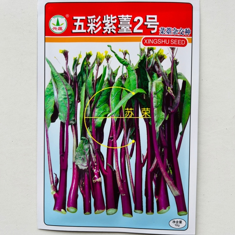 兴蔬五彩紫苔2号红菜苔种子早中熟65天无蜡粉无苦味紫红