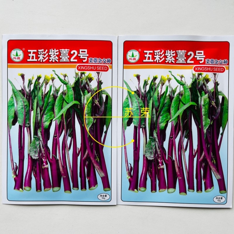 兴蔬五彩紫苔2号红菜苔种子早中熟65天无蜡粉无苦味紫红