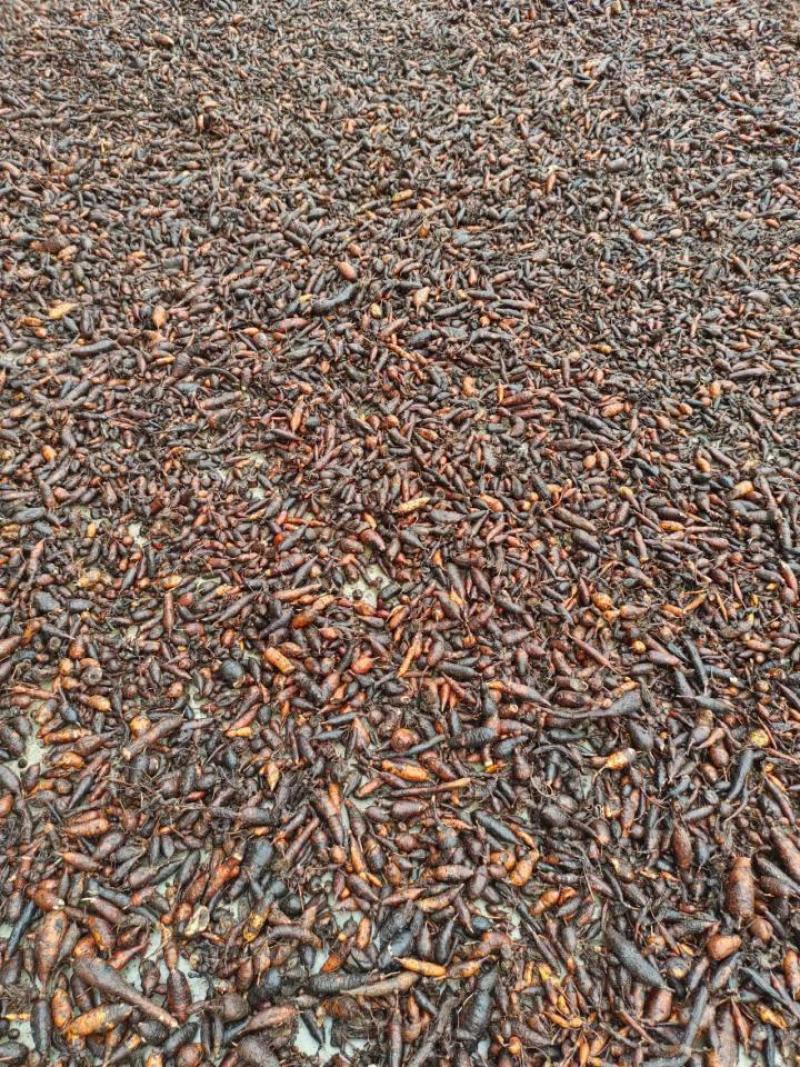 白蔹水洗切片