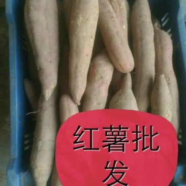 秦五