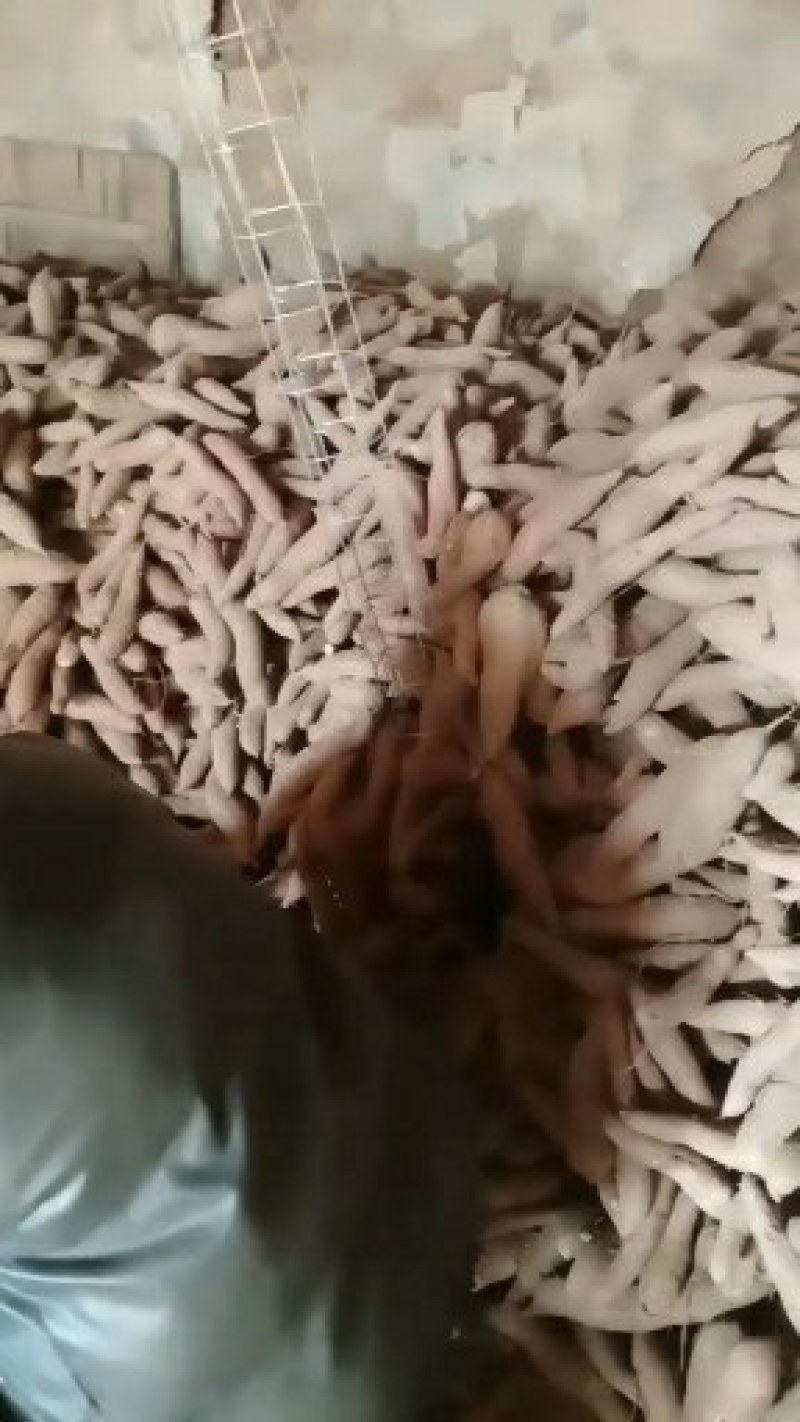 秦五