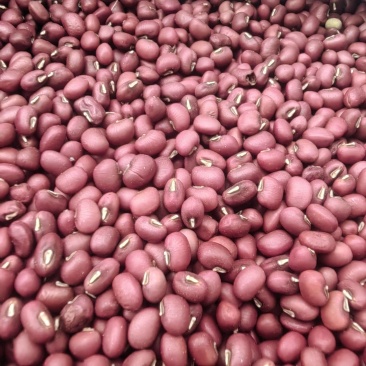 【精选】红豆量大从优保质保量对接全国基地直发
