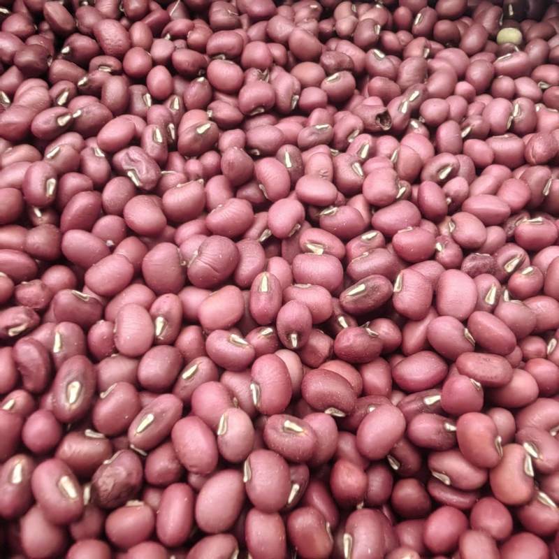 【精选】红豆量大从优保质保量对接全国基地直发