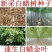 白蜡种子对节金叶白蜡种籽小叶大叶树籽速生白蜡种子白蜡