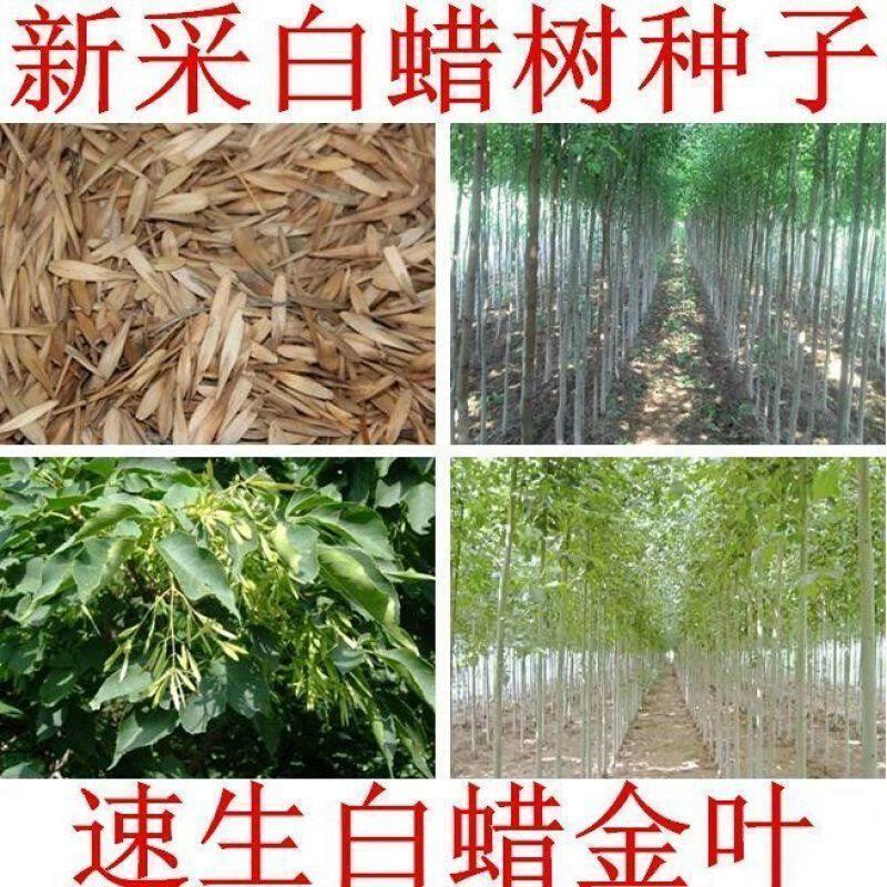 白蜡种子对节金叶白蜡种籽小叶大叶树籽速生白蜡种子白蜡