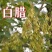 白蜡种子对节金叶白蜡种籽小叶大叶树籽速生白蜡种子白蜡