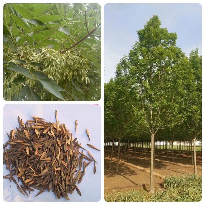 白蜡种子对节金叶白蜡种籽小叶大叶树籽速生白蜡种子白蜡