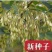 白蜡种子对节金叶白蜡种籽小叶大叶树籽速生白蜡种子白蜡