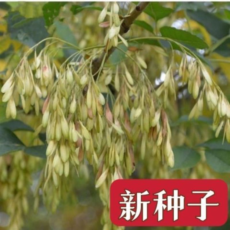 白蜡种子对节金叶白蜡种籽小叶大叶树籽速生白蜡种子白蜡