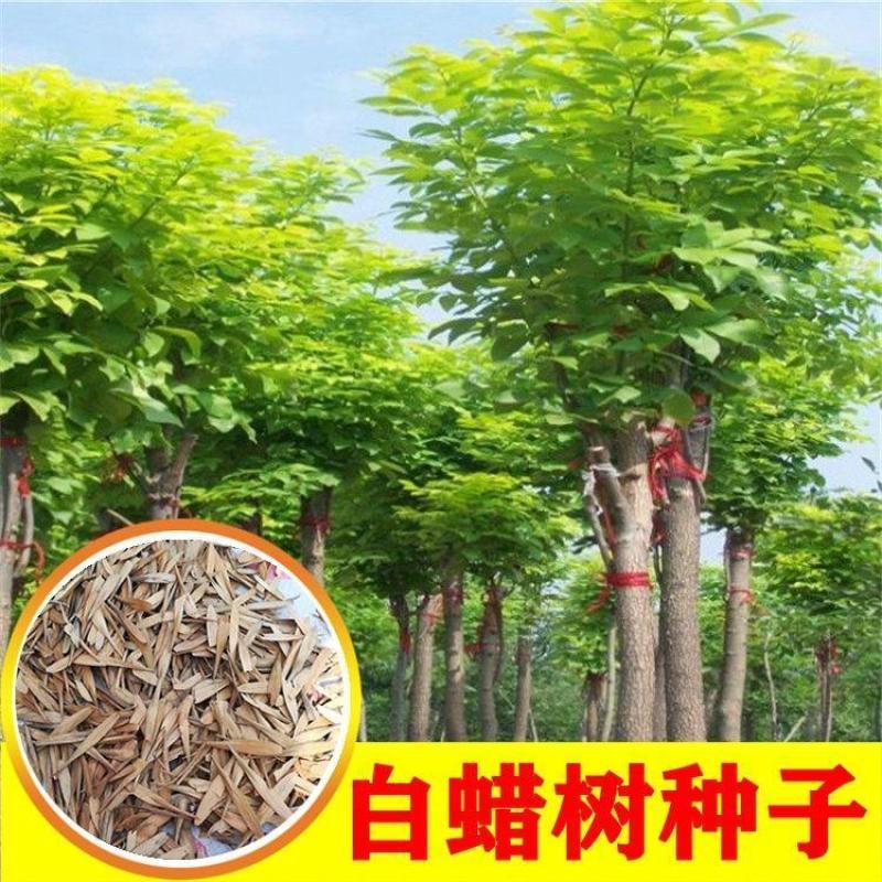 白蜡种子对节金叶白蜡种籽小叶大叶树籽速生白蜡种子白蜡