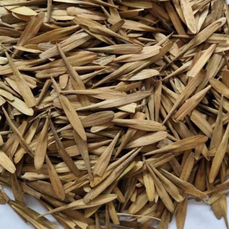 白蜡种子对节金叶白蜡种籽小叶大叶树籽速生白蜡种子白蜡