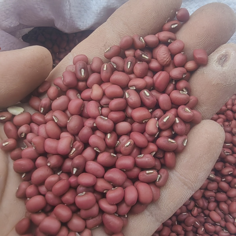【精选】红豆量大从优保质保量对接全国基地直发