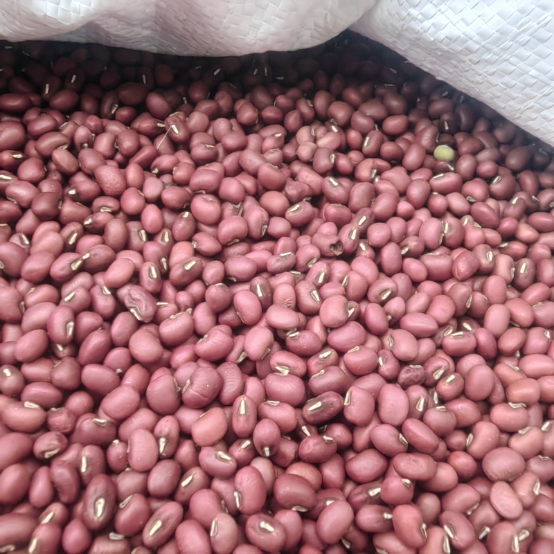 【精选】红豆量大从优保质保量对接全国基地直发