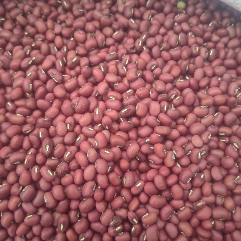 【精选】红豆量大从优保质保量对接全国基地直发