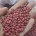 【精选】红豆量大从优保质保量对接全国基地直发