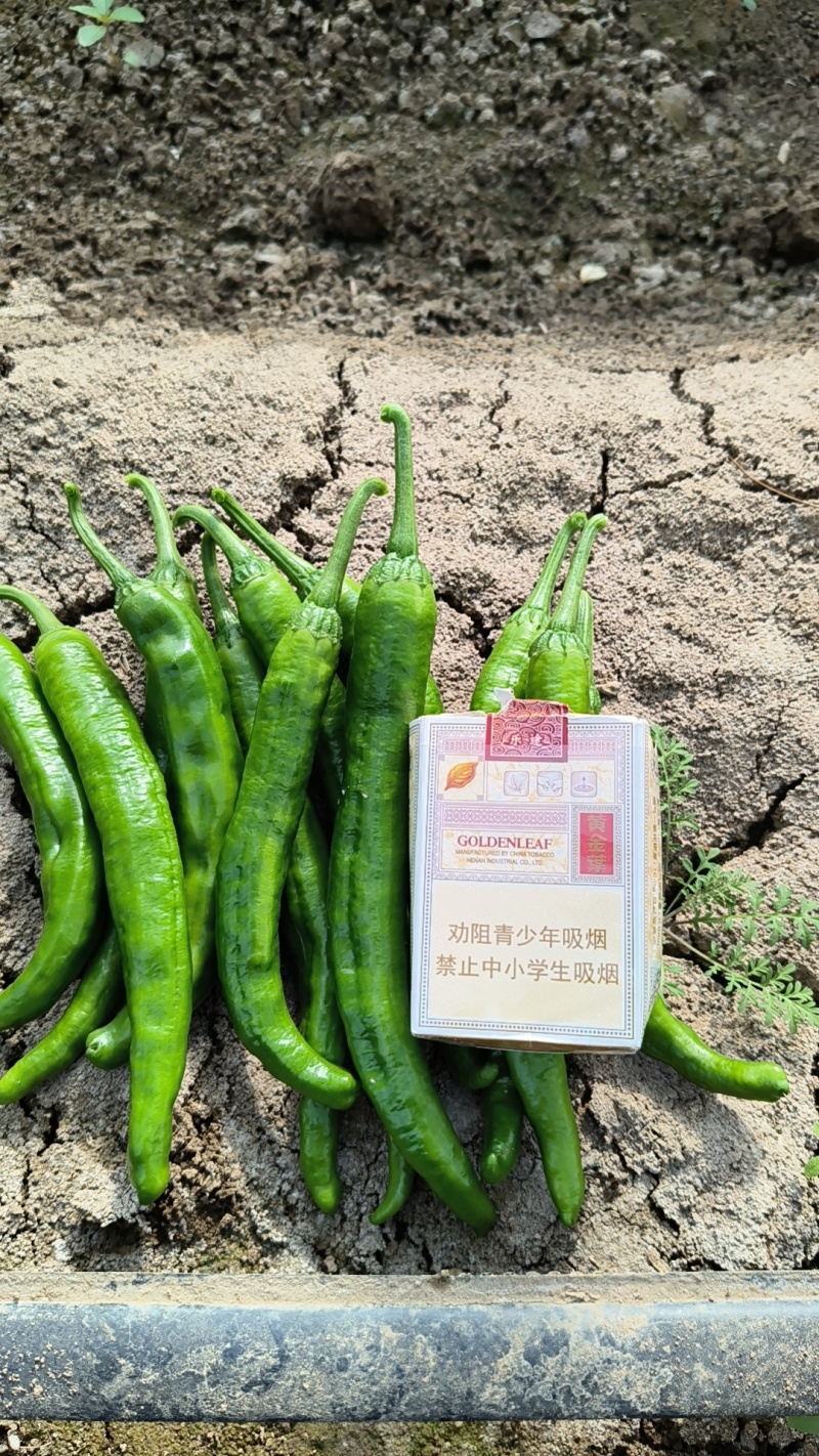 精品湘研55鲜辣椒杭椒大量上市产地供应保质保量