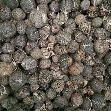广西草寇草豆蔻产地直供大量上市品质好价格低全国发货