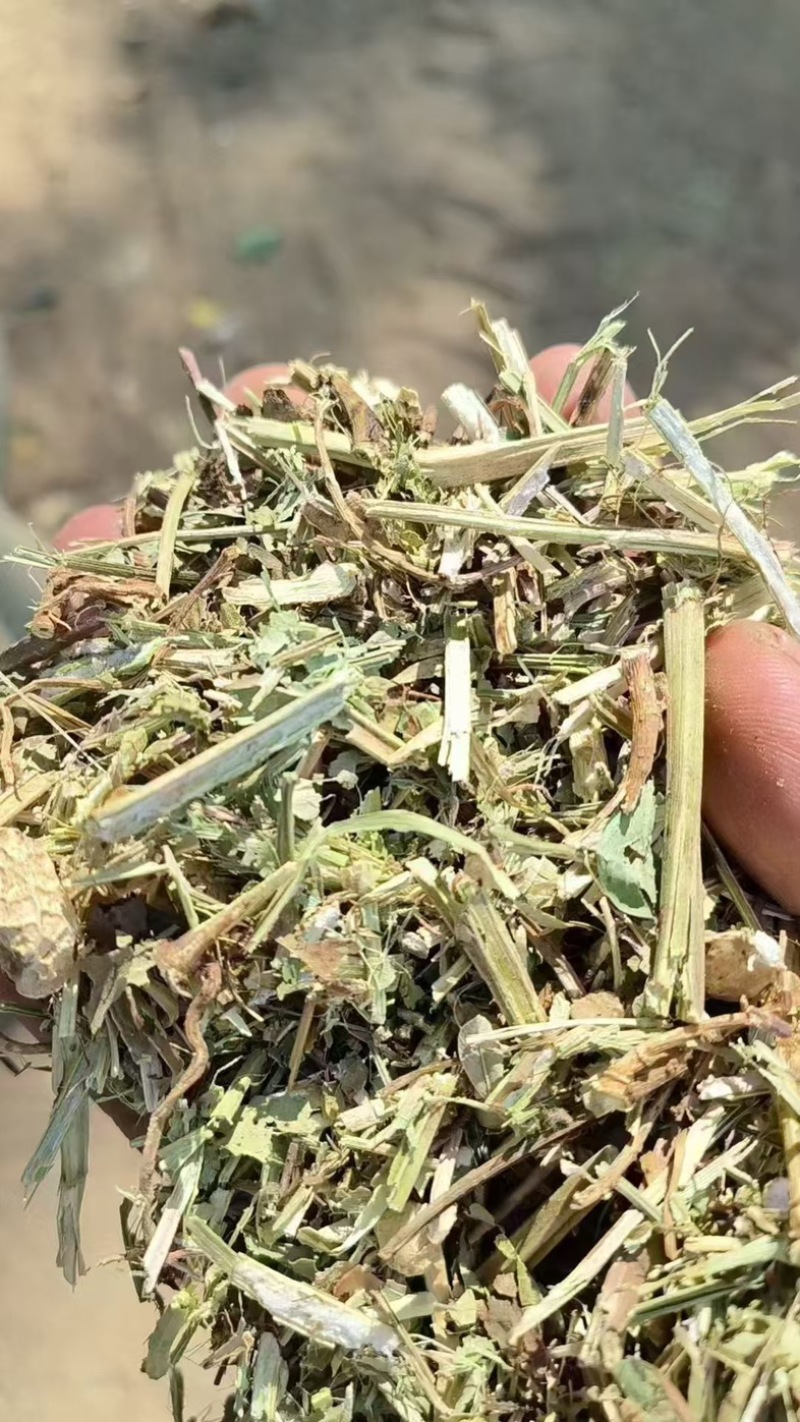 河南花生秧，优质花生秧产地直发，保质保量，无土，无膜
